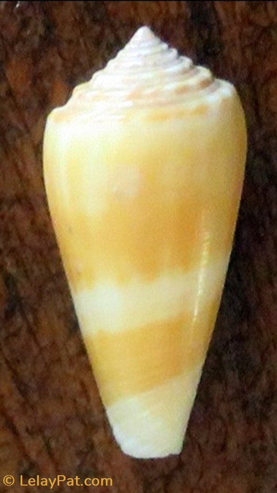 coquillage fossile gastropodum conus consors