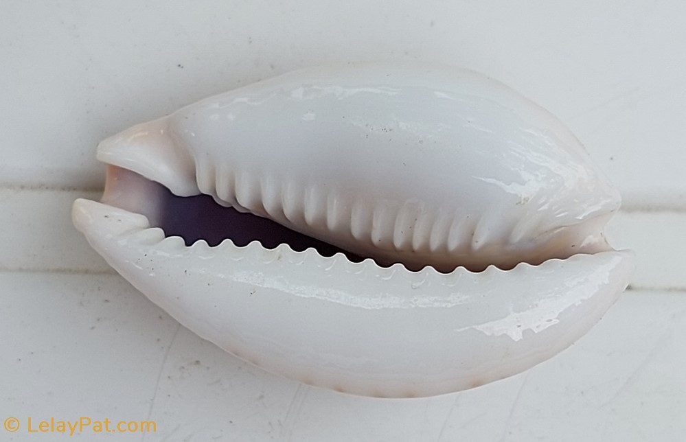 coquillage fossile gastropodum naria lamarckii