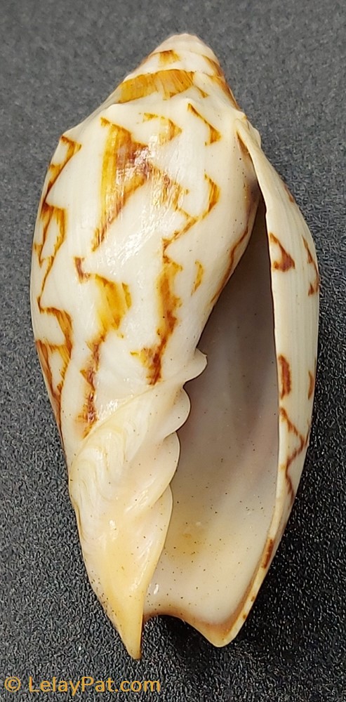 Cymbiola vespertilio coquillage fossile gastropodum cymbiola vespertilio
