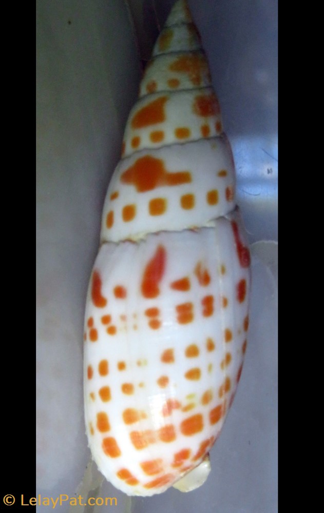 Mitra mitra 4 coquillage fossile gastropodum mitra mitra
