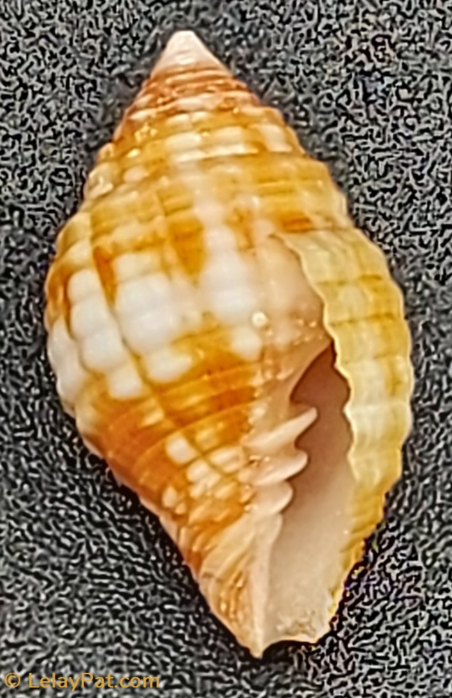 Mitra cucumerina 3 coquillage fossile gastropodum mitra cucumerina