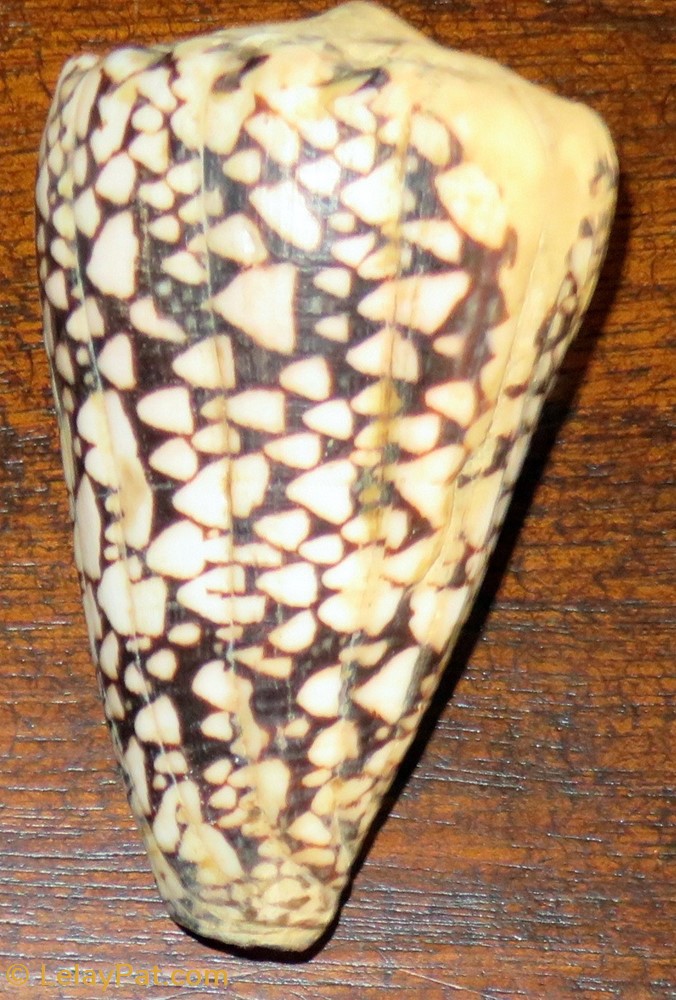 Conus bandanus 3 coquillage fossile gastropodum conus bandanus