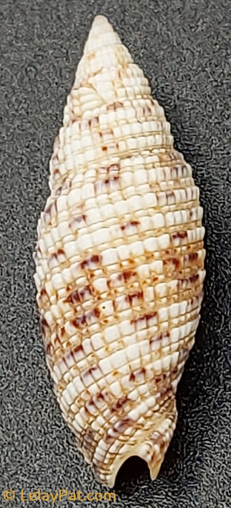 Neocancilla papilio coquillage fossile gastropodum neocancilla papilio