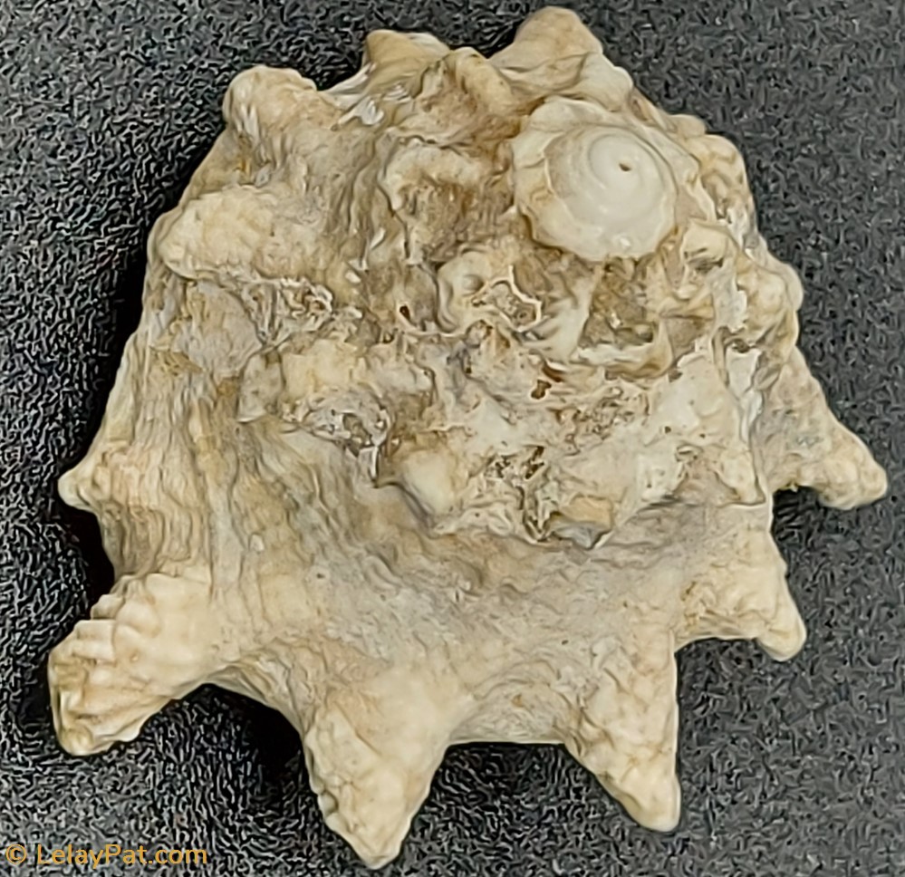 coquillage fossile gastropodum tectus dentatus