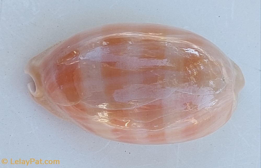 coquillage fossile gastropodum lyncina carneola porcelaine carnee