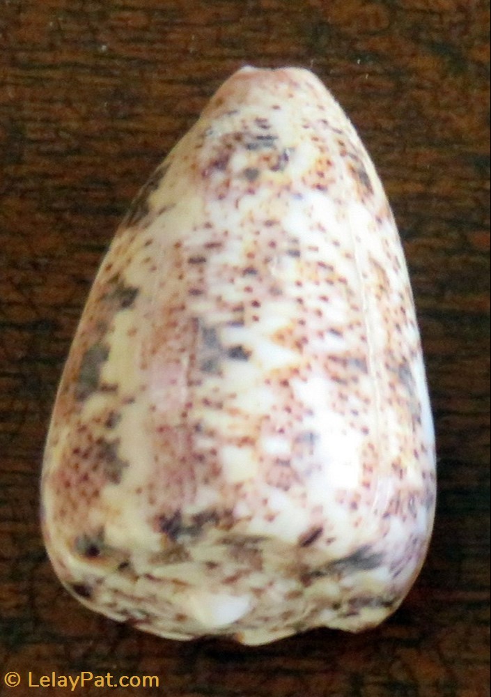 coquillage fossile gastropodum conus arenatus