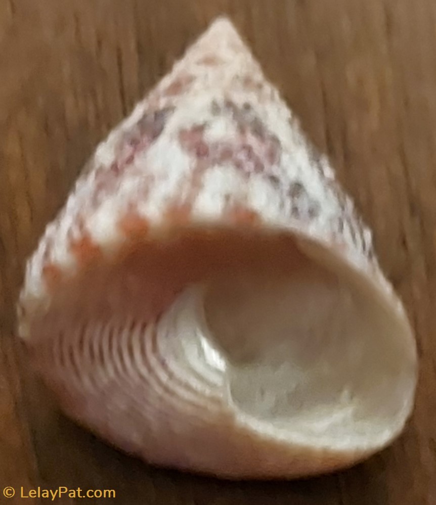Tectus niloticus 2 coquillage fossile gastropodum tectus niloticus