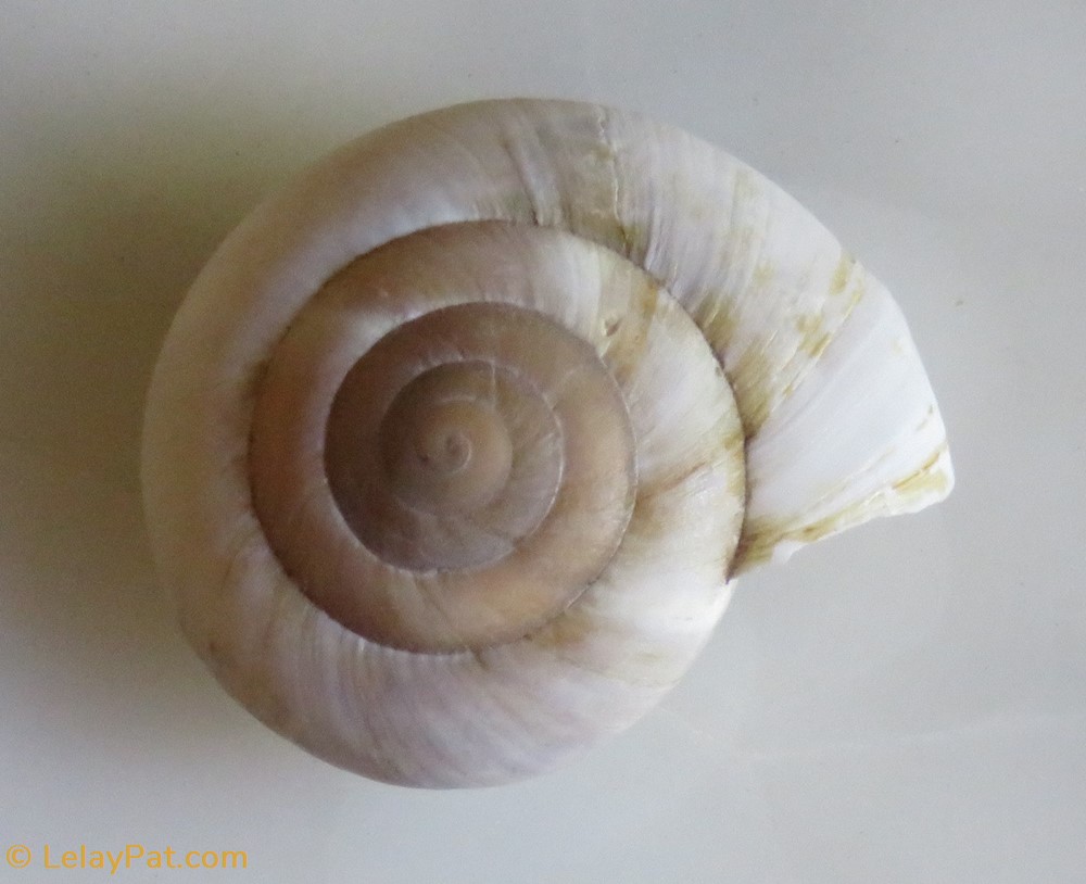 coquillage fossile gastropodum allogona profunda