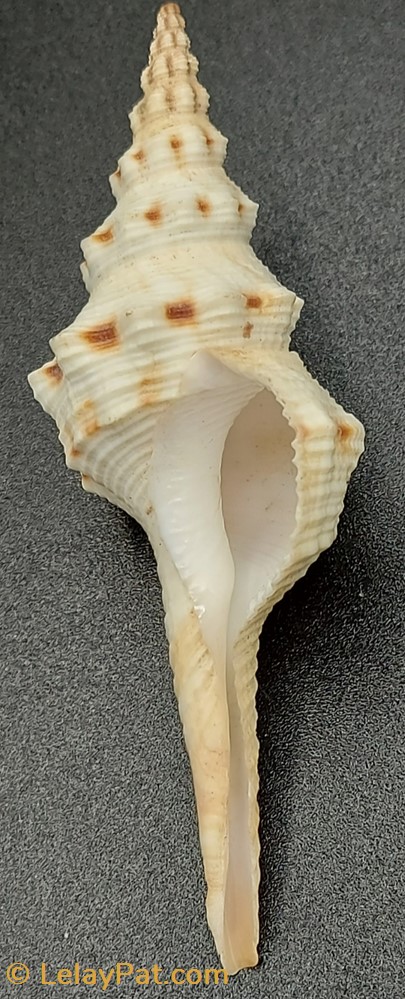 Fusinus colus coquillage fossile gastropodum fusinus colus
