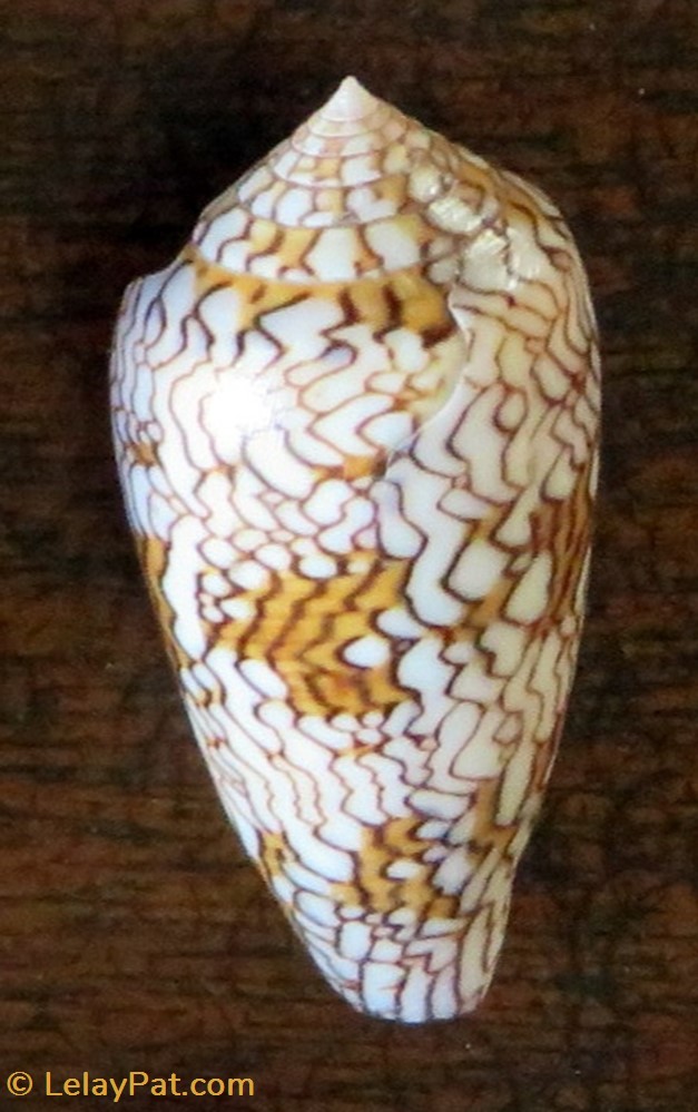 Conus textile coquillage fossile gastropodum conus textile