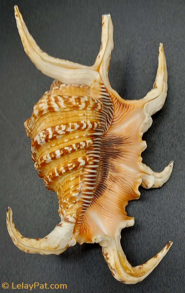 Harpago arthriticus 4 coquillage fossile gastropodum harpago arthriticus