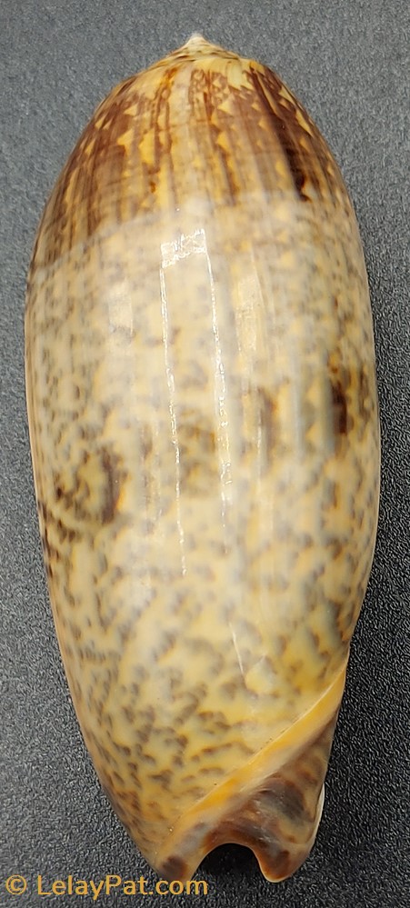Oliva miniacea tremulina coquillage fossile gastropodum oliva miniacea tremulina