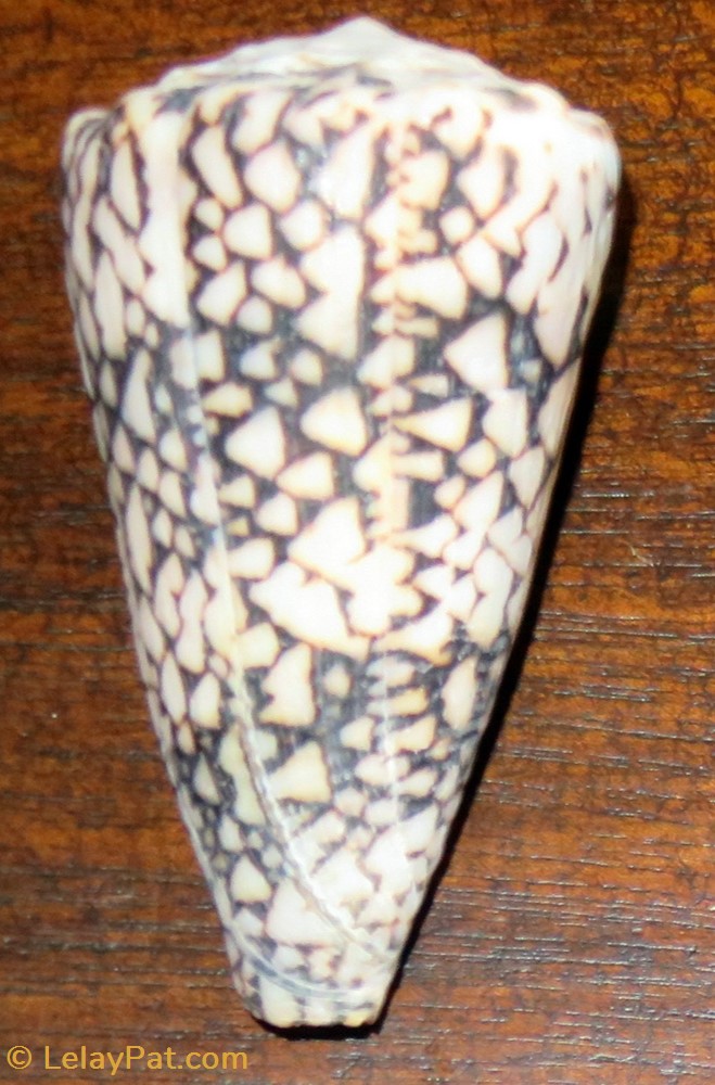Conus bandanus 2 coquillage fossile gastropodum conus bandanus