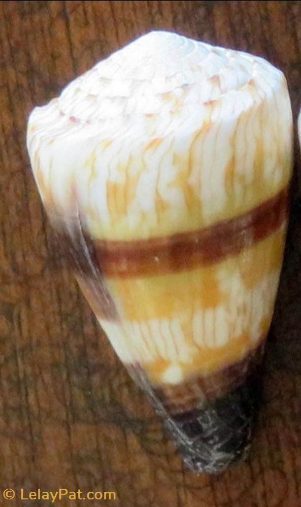 Conus miles 4 coquillage fossile gastropodum conus miles
