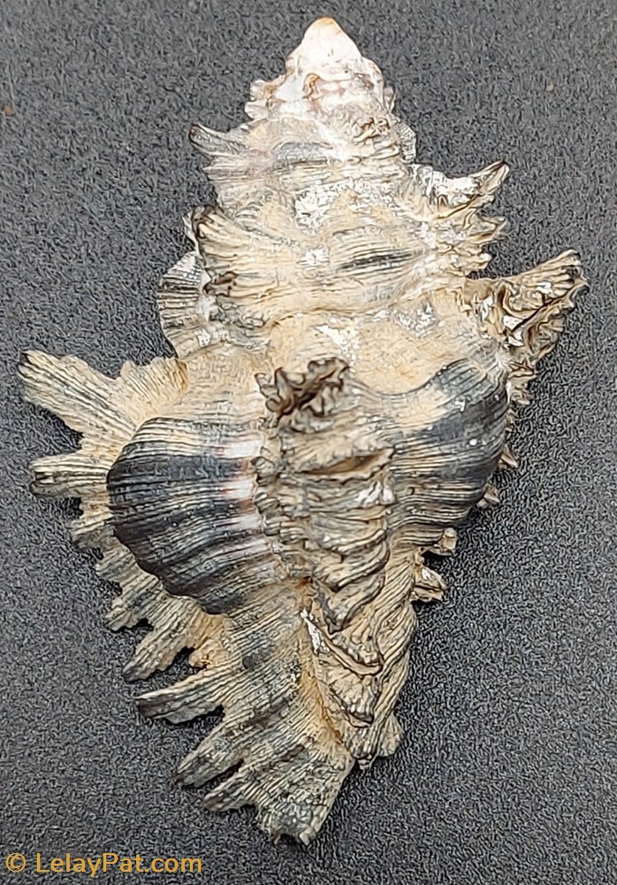 Chicoreus brunneus coquillage fossile gastropodum chicoreus brunneus