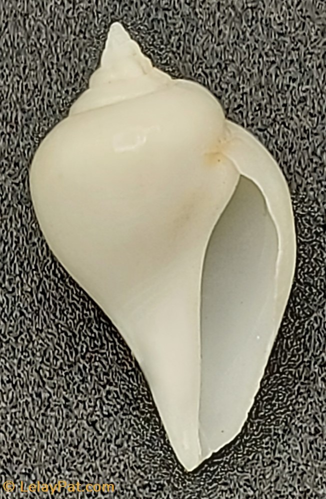coquillage fossile gastropodum gibberulus albus