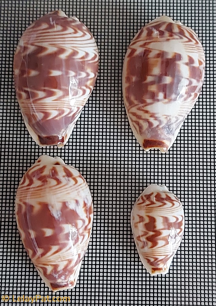 coquillage fossile gastropodum palmadusta diliculum