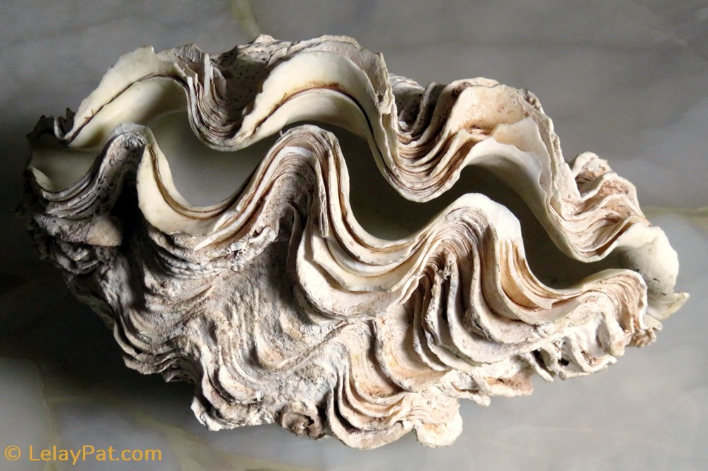 Bénitier (Tridactna squamosa) 2 coquillage fossile bivalvium benitier tridactna squamosa
