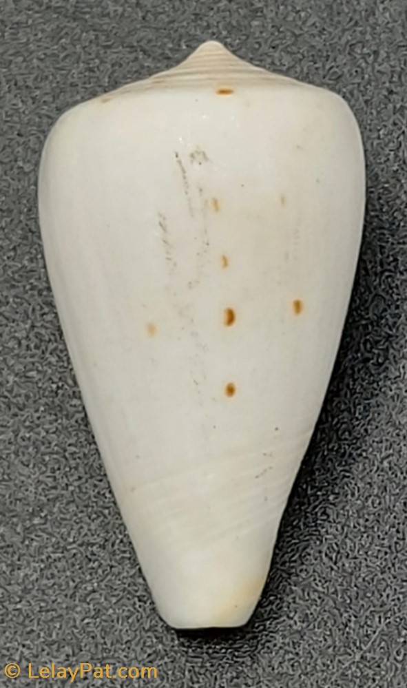 coquillage fossile gastropodum conus eburneus