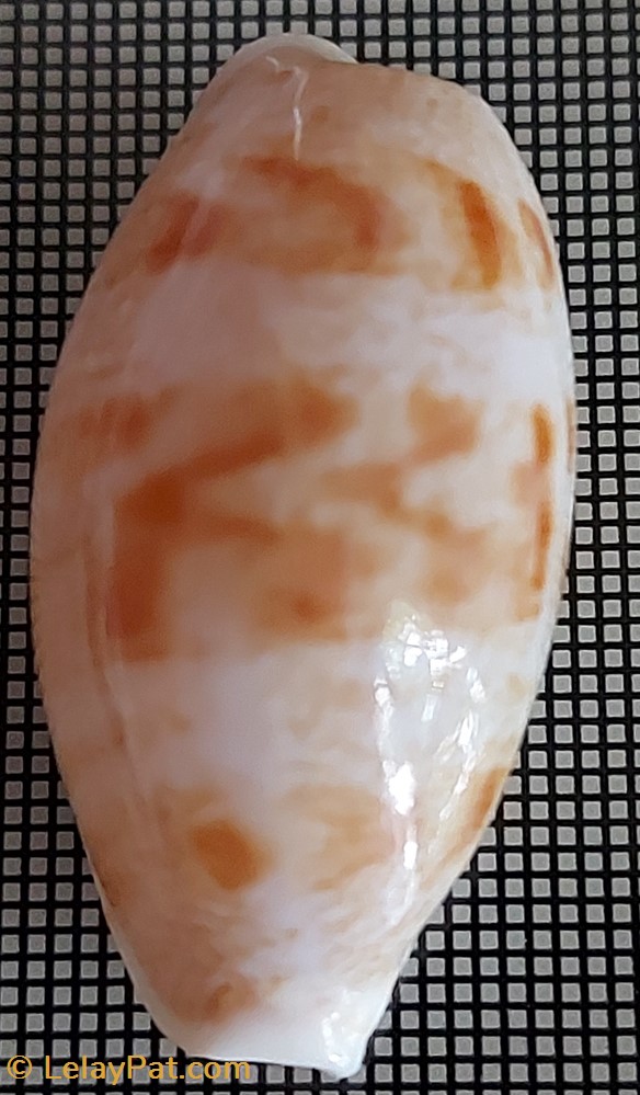 coquillage fossile gastropodum talostolida teres