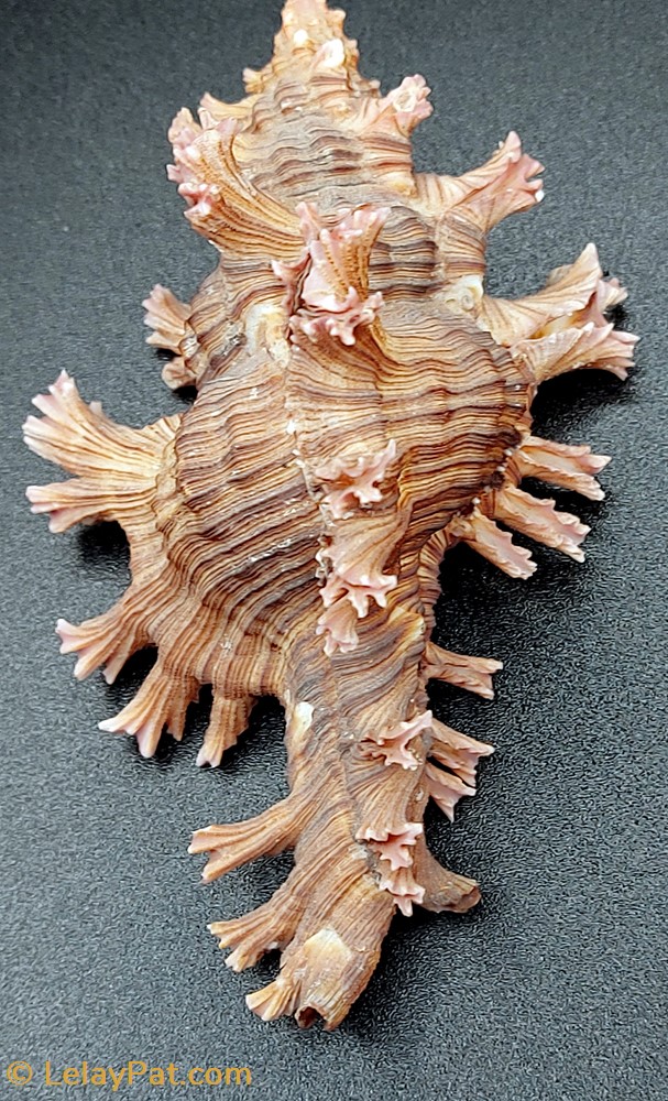 Chicoreus palmarosae 4 coquillage fossile gastropodum chicoreus palmarosae