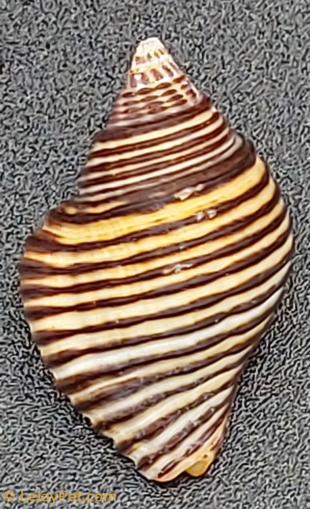 Pollia undosa coquillage fossile gastropodum pollia undosa