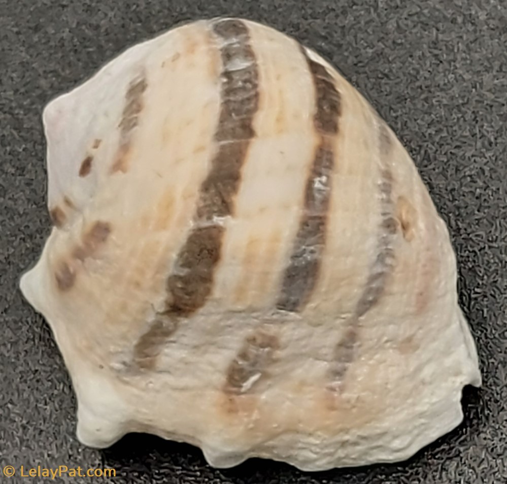 coquillage fossile gastropodum drupa morum iodostoma