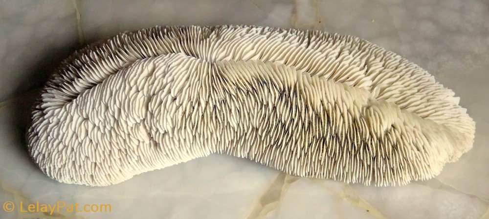 coquillage fossile cnidaire anthozoa coraux et anemone ctenactis echinata