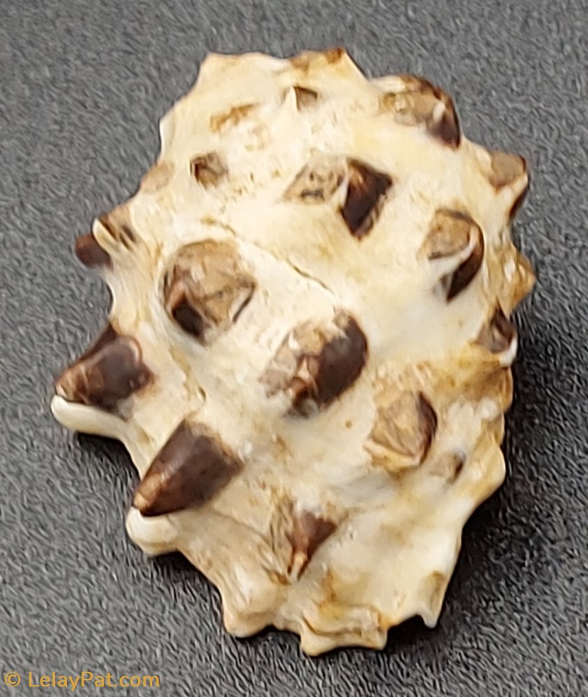 Drupa ricina coquillage fossile gastropodum drupa ricina