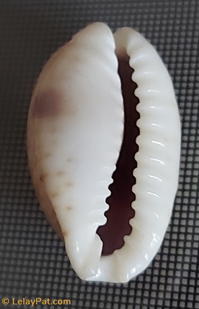 coquillage fossile gastropodum purpuradusta gracilis