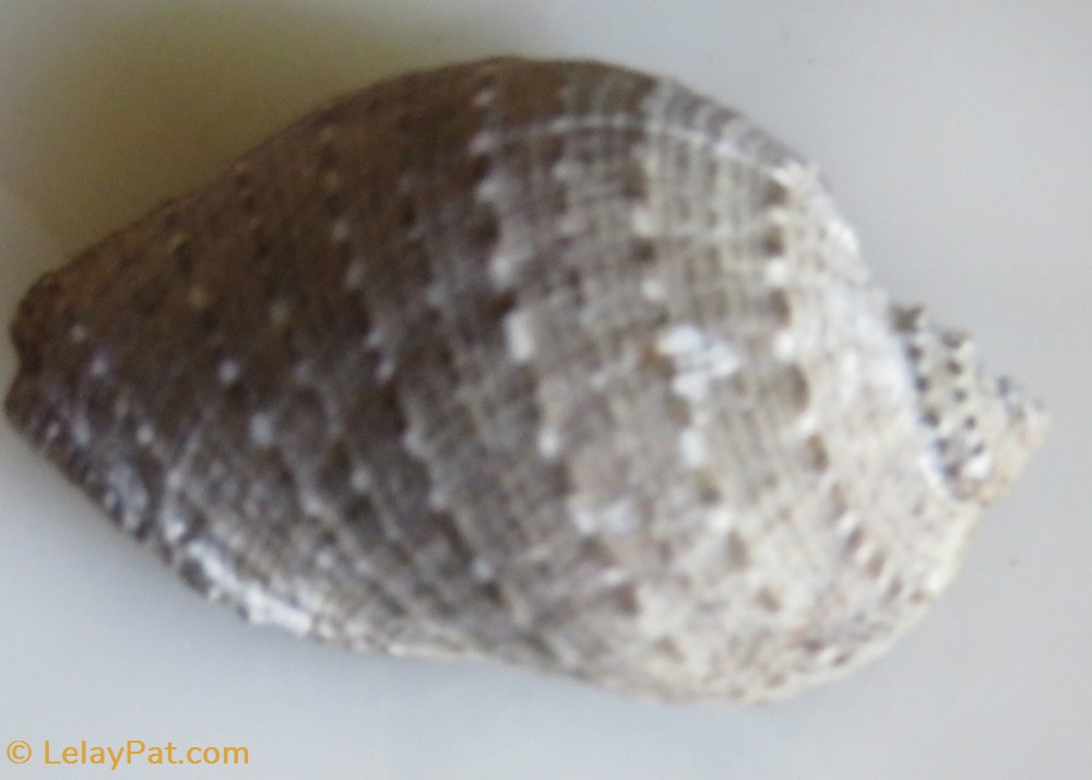 Purpura persica coquillage fossile gastropodum purpura persica