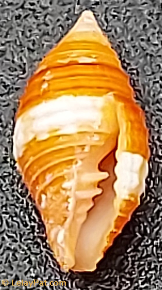 Mitra cucumerina coquillage fossile gastropodum mitra cucumerina