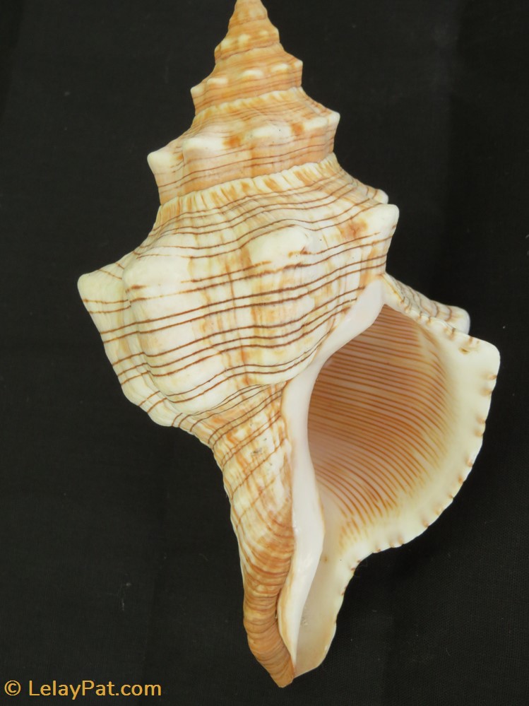 Pleuroploca trapezium coquillage fossile gastropodum pleuroploca trapezium