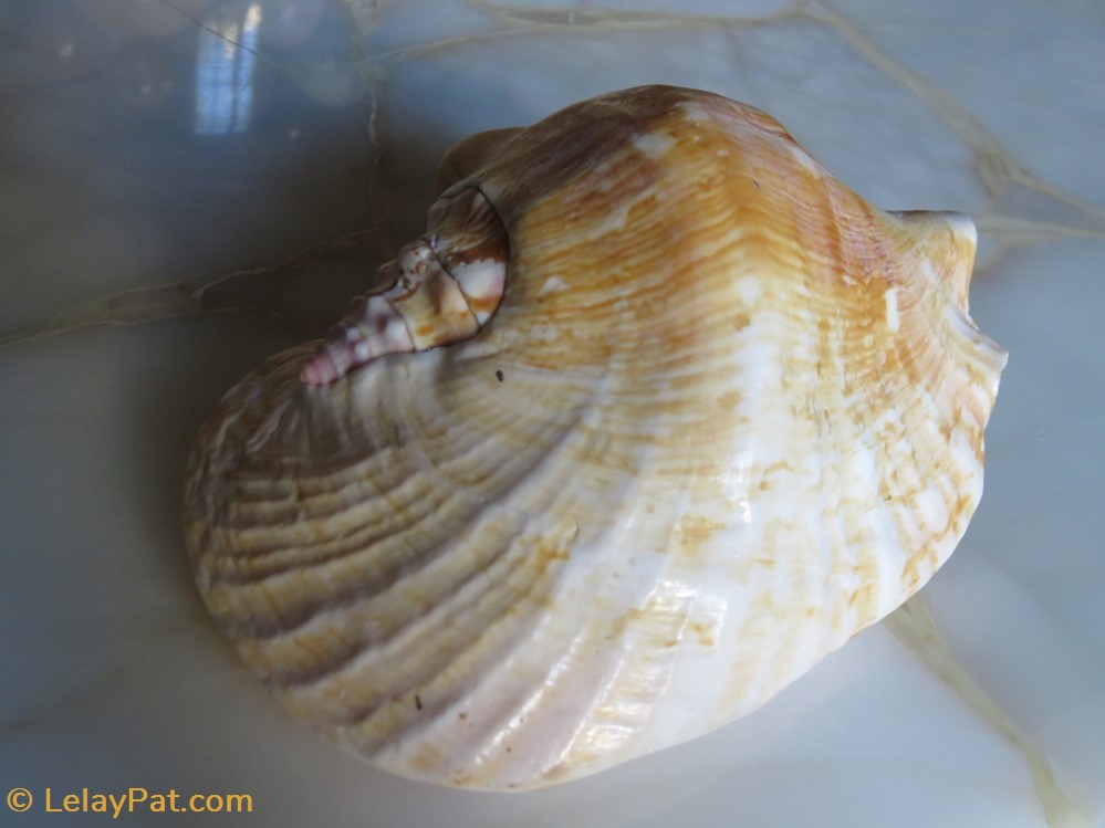 Sinustrombus latissimus coquillage fossile gastropodum sinustrombus latissimus