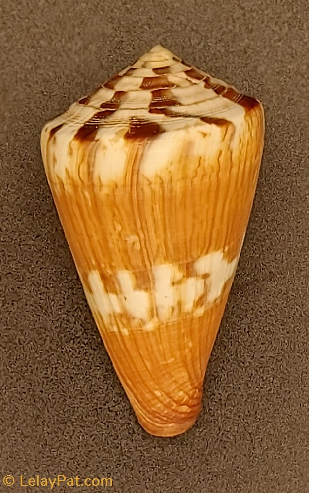 Conus namocanus coquillage fossile gastropodum conus namocanus