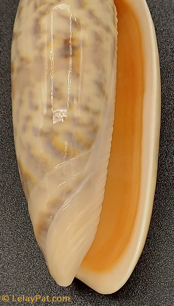 Oliva tremulina flammeacolor coquillage fossile gastropodum oliva tremulina flammeacolor