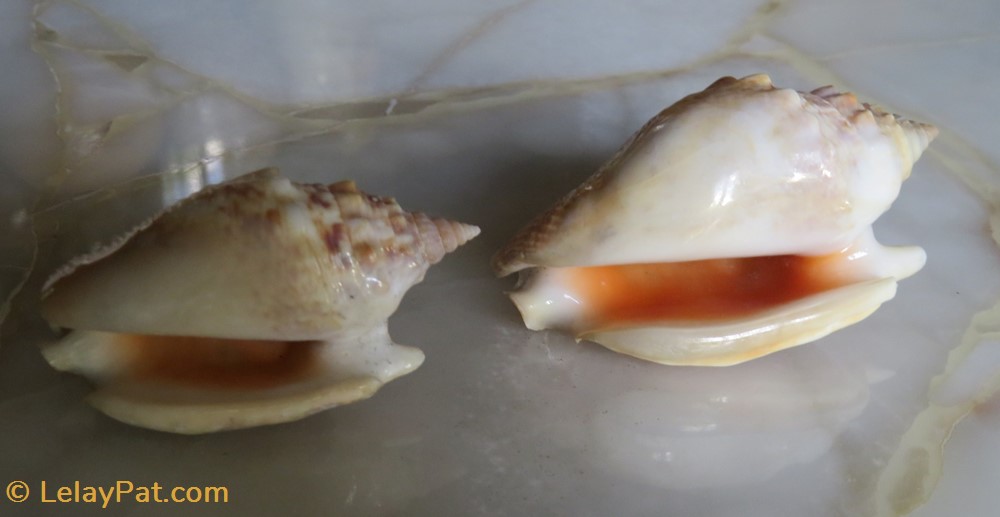 coquillage fossile gastropodum euprotomus aurisdianae