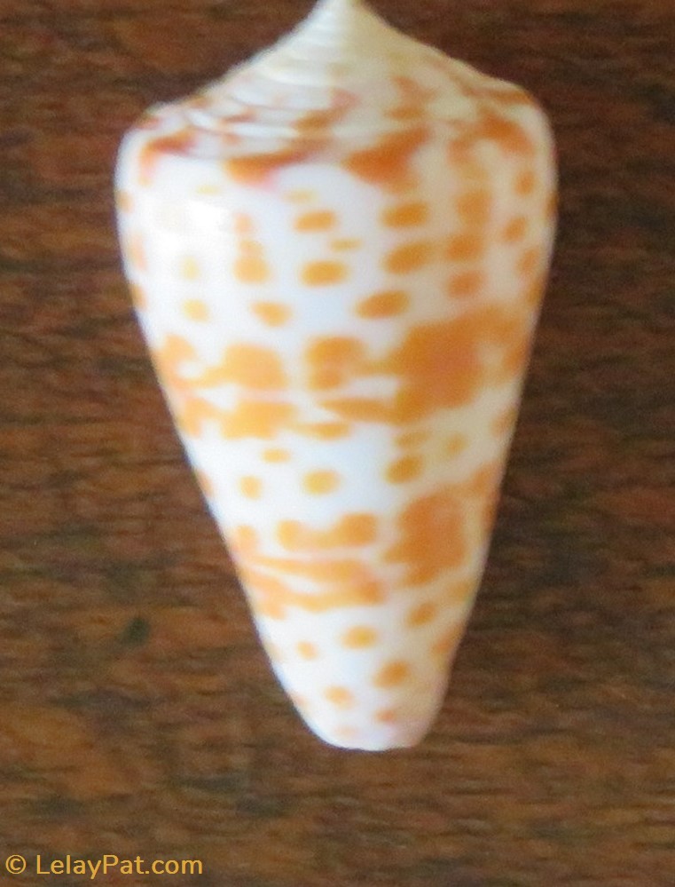 Conus tessulatus coquillage fossile gastropodum conus tessulatus