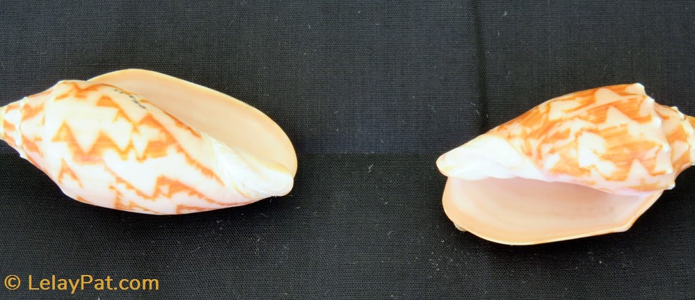 Cymbiola vespertilo coquillage fossile gastropodum cymbiola vespertilo