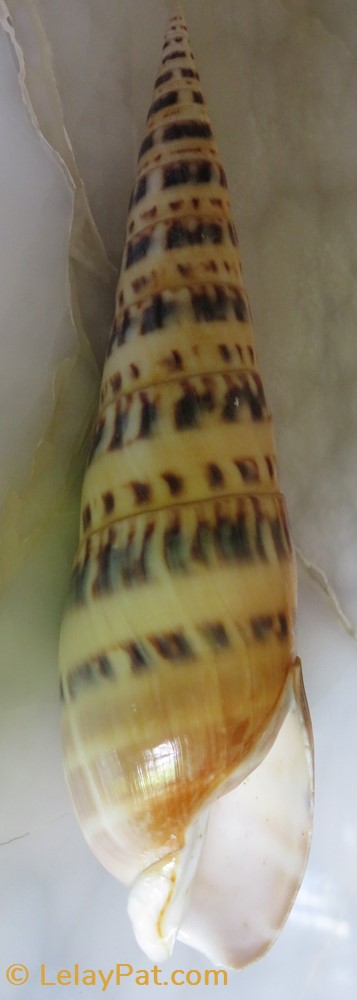 Oxymeris maculata coquillage fossile gastropodum oxymeris maculata