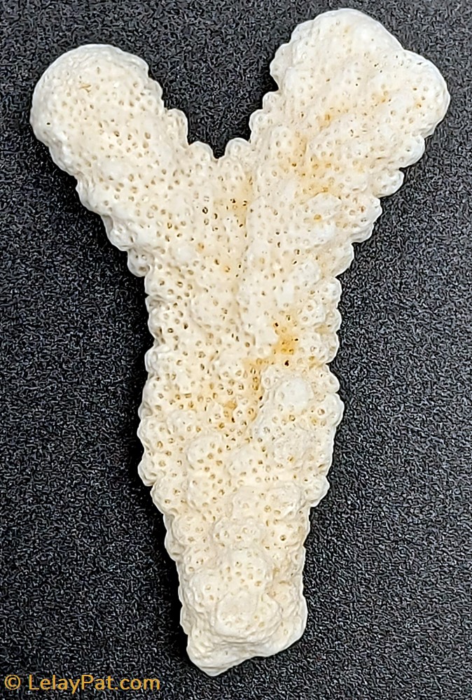 Acropora retusa 4 coquillage fossile cnidaire anthozoa coraux anemone acropora retusa