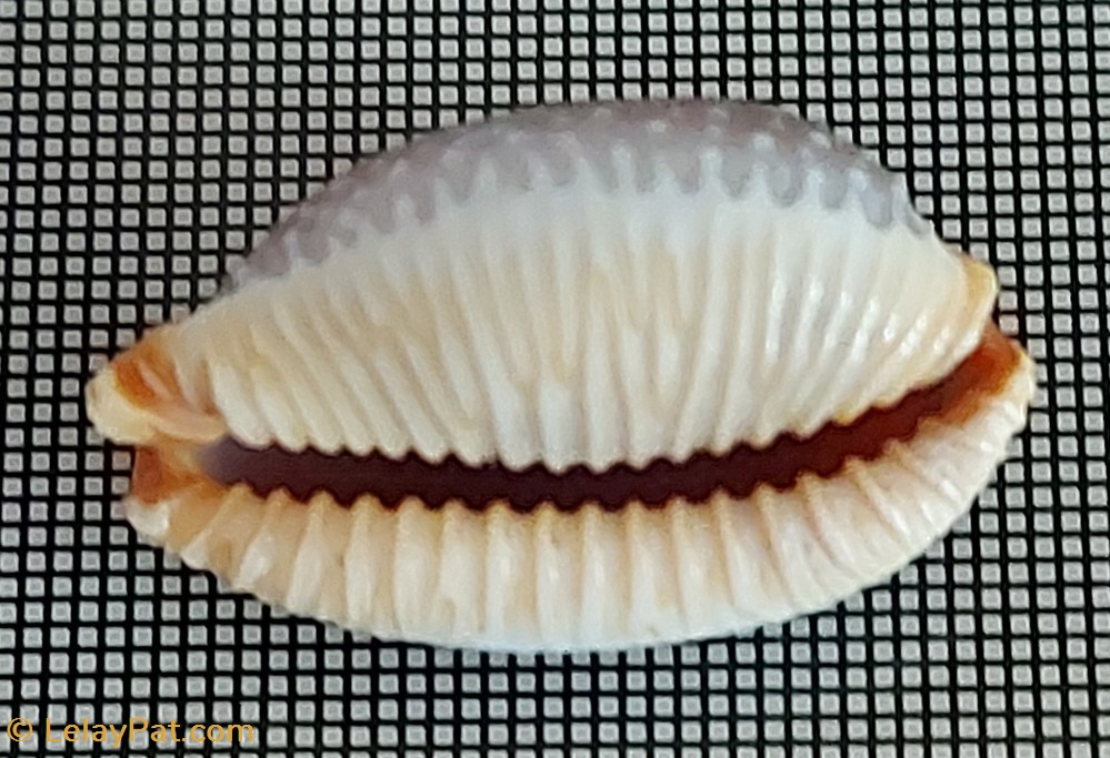 coquillage fossile gastropodum staphylaea limacina