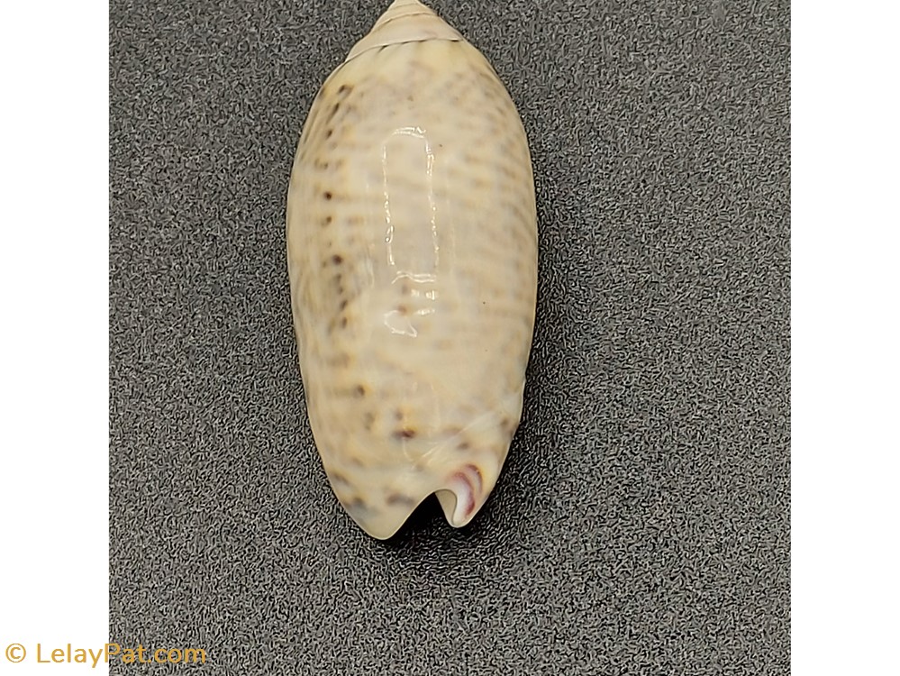 Oliva caerulea episcopalis coquillage fossile gastropodum oliva caerulea episcopalis