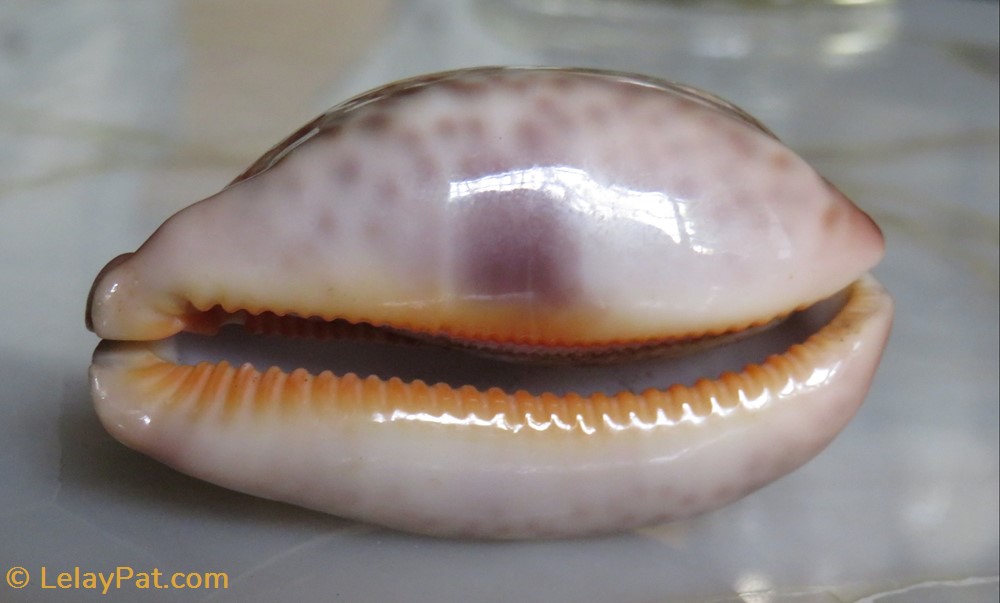 coquillage fossile gastropodum leporicypraea mappa porcelaine carte