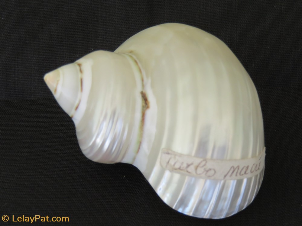 Turbo petholatus 4 coquillage fossile gastropodum turbo petholatus