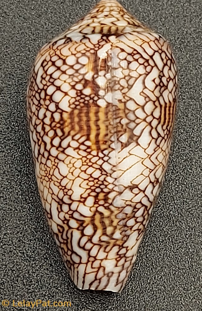 coquillage fossile gastropodum conus textile archiepiscopus