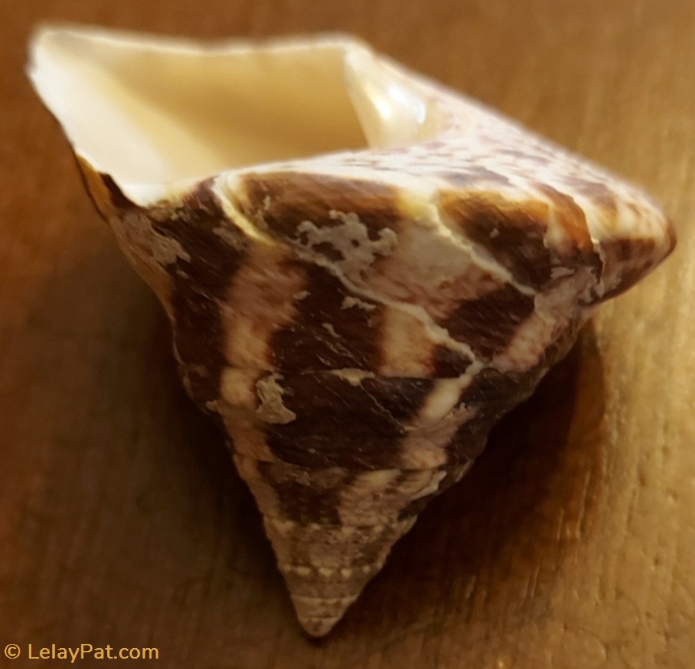 Tectus conus 3 coquillage fossile gastropodum tectus conus