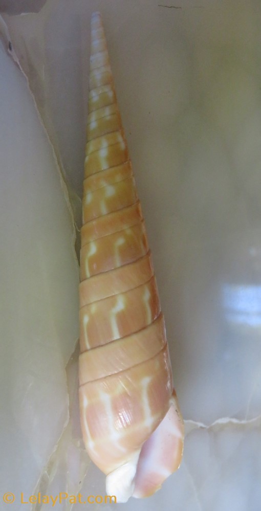 Oxymeris dimidiata coquillage fossile gastropodum oxymeris dimidiata