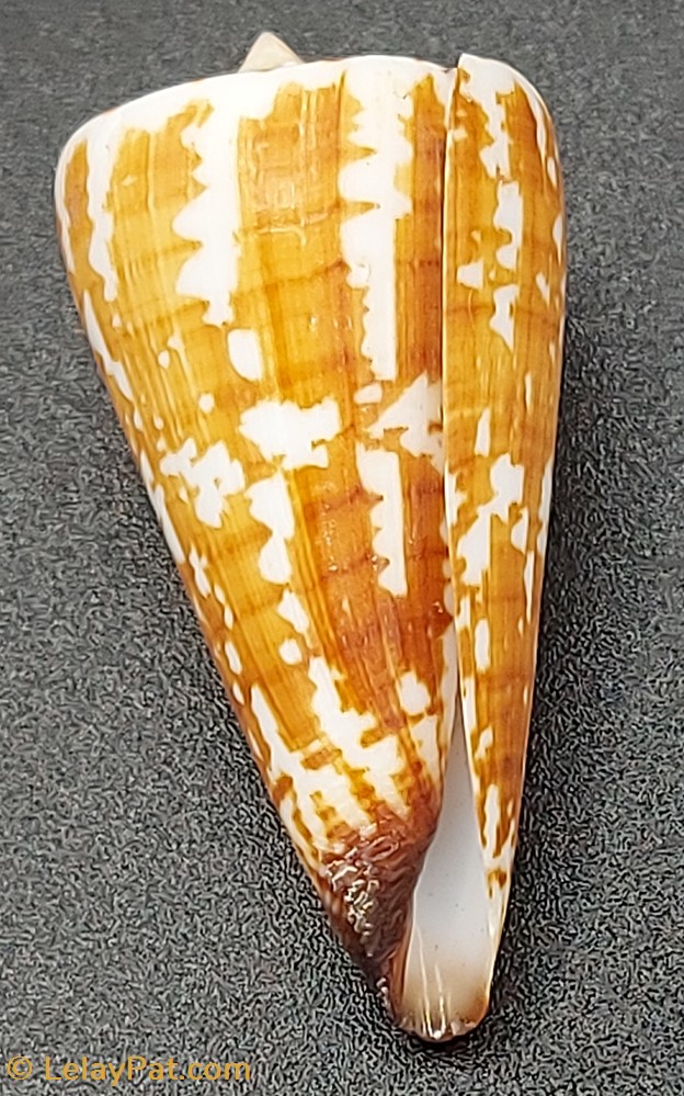 coquillage fossile gastropodum conus maldivus