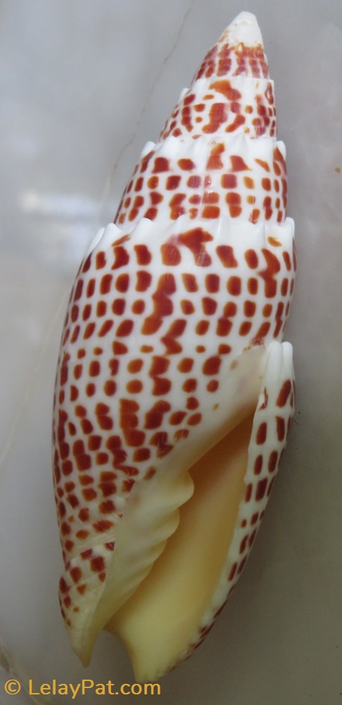 Mitra papalis 4 coquillage fossile gastropodum mitra papalis